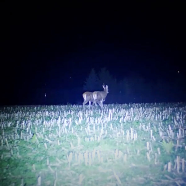 Comptage nocturne cerfs 76 -Tévi.tv